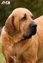 Matriz - Fila Brasileiro Dourado - Canil Singular - Olivia
